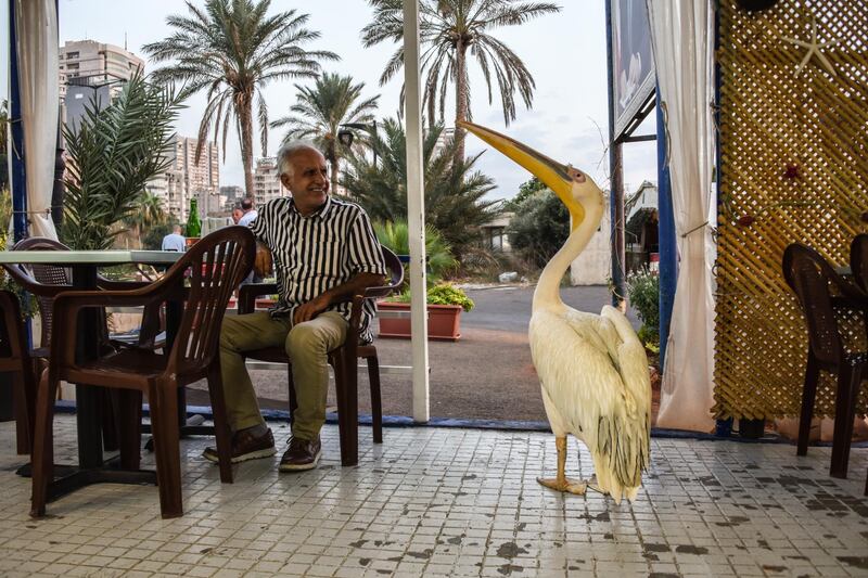 Ali Bazzi, a customer at Abou Mounir Fish cafe, smiles at Ovi the Pelican as he waddles past on his way out. Elizabeth Fitt for The National