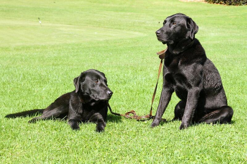 Resident canines Tusker and Grammy at at Fairmont Mount Kenya.