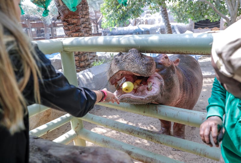 Abu Dhabi, United Arab Emirates, August 4, 2019.  Breakfast with giraffes at the Emirates Park Zoo. 00  Sophie Prideaux feeds Otto the Hippo.
 Victor Besa/The National
Section:  NA
Reporter:  Sophie Prideaux