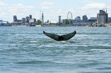 This handout picture courtesy of Reseau Quebecois d'Urgences pour les Mammiferes Marins (RQUMM) shows the tail of a humpback whale swimming in the water by Montreal on May 30, 2020. A humpback whale, no doubt lost, has been staying in Montreal since Saturday, a rare sight since the Quebec metropolis is located in fresh water and several hundred kilometres from the natural habitat of the marine mammal. - RESTRICTED TO EDITORIAL USE - MANDATORY CREDIT "AFP PHOTO / RESEAU QUEBECOIS D'URGENCE POUR LES MAMMIFERES MARINS " - NO MARKETING - NO ADVERTISING CAMPAIGNS - DISTRIBUTED AS A SERVICE TO CLIENTS / AFP / Reseau Quebecois d'Urgences Mammiferes Marins / Handout / RESTRICTED TO EDITORIAL USE - MANDATORY CREDIT "AFP PHOTO / RESEAU QUEBECOIS D'URGENCE POUR LES MAMMIFERES MARINS " - NO MARKETING - NO ADVERTISING CAMPAIGNS - DISTRIBUTED AS A SERVICE TO CLIENTS