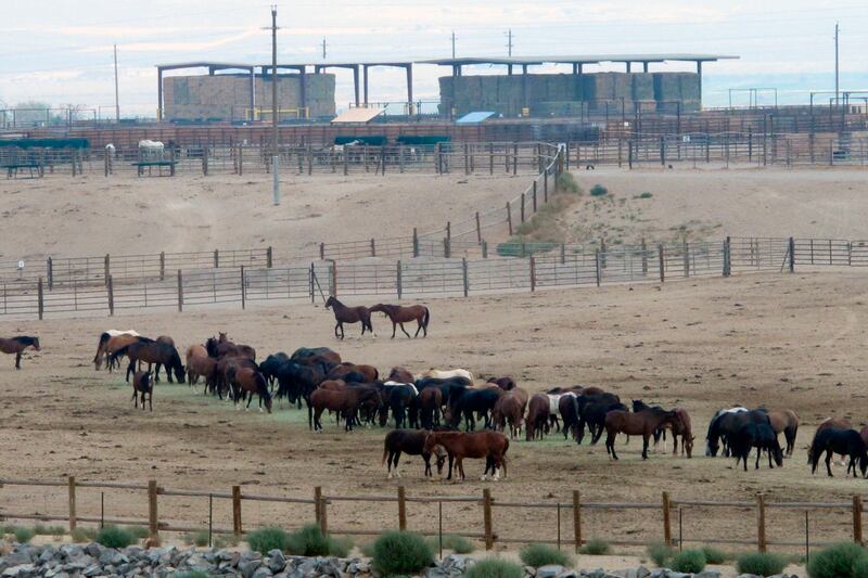 The mega-drought in the US is creating difficult times for the animals. AP
