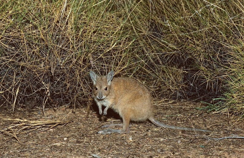 mala or Rufous hare-wallaby (Lagorchestes hirsutus), by spinifex. Tanami Desert, Northern Territory, Australia. Getty Images