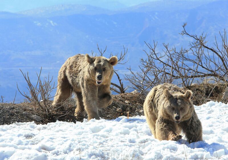 Bears walk after Kurdish animal rights activists released them into the wild in Dohuk, Iraq. Reuters