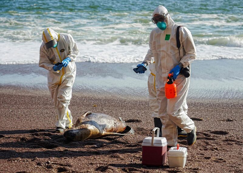 Scientists analyse the bodies of sea lions, among 500 that had died of the bird flu virus, in the Paracas National Reserve in Peru, on March 23. AFP