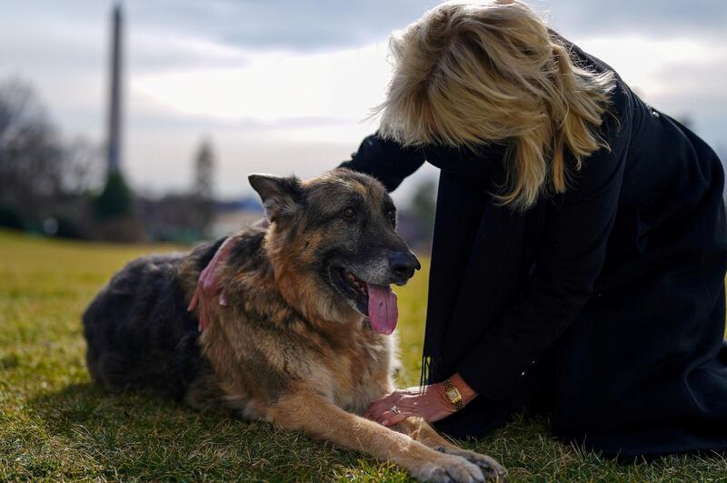 First lady Jill Biden pets one of the family dogs, Champ, after his arrival from Delaware at the White House in Washington, US on January 24, 2021. Reuters