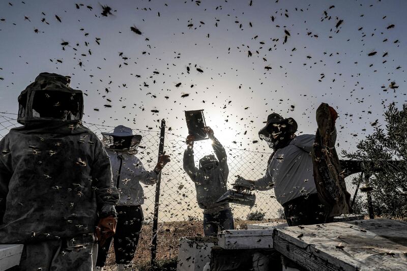 Palestinian beekeepers collect honey from hives at an apiary during the annual harvest season in Khan Yunis, in the southern Gaza Strip. AFP