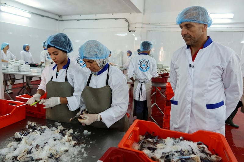 Habib Zrida, owner of seafood exporting company L'ocean de peche, watches employees working on blue crabs. 'Fishermen now want to work with the blue crab,' he says. 'It has become a source of livelihood, after it was a curse.'