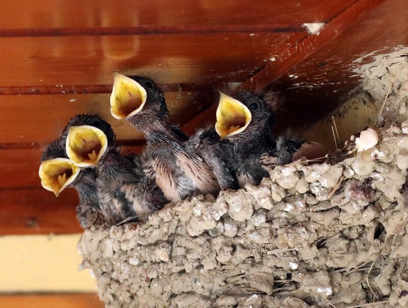 Four young swallows shout for food while sitting on the nest of a house terrace in Nicosia, Cyprus. EPA