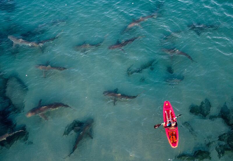 A picture taken with a drone shows a kayaker and a group of sharks below him in the shallow water near the hot water stream of the Orot Rabin power plant in the Mediterranean Sea, northern city of Hadera, Israel, 29 December 2022.  In recent years, a group of dusky sharks and sandbar sharks appear every winter in front of the hot water stream of the Orot Rabin Israeli power plant in Hadera.  The special phenomenon attracts people for a rare opportunity to closely examine the wild animal.   EPA / ABIR SULTAN