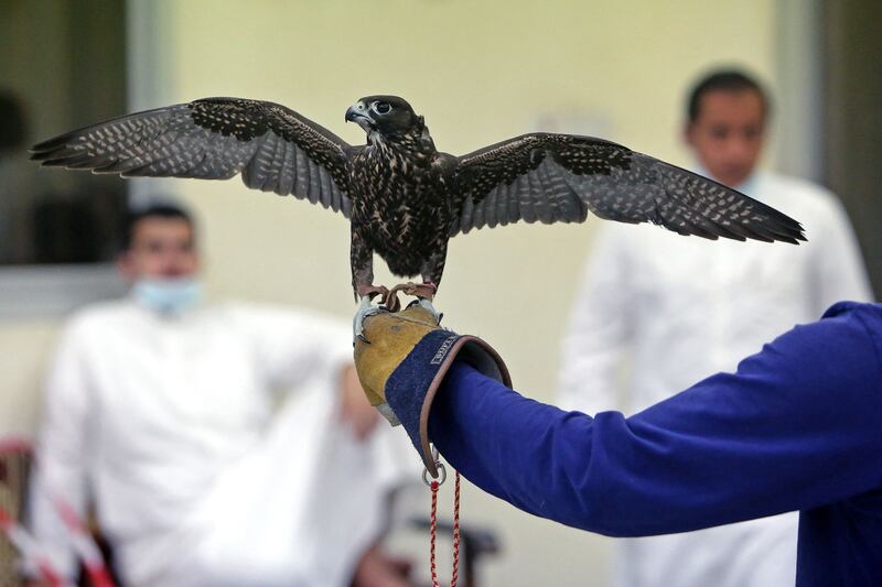 A falcon spreads its wings at the auction in Kuwait City.