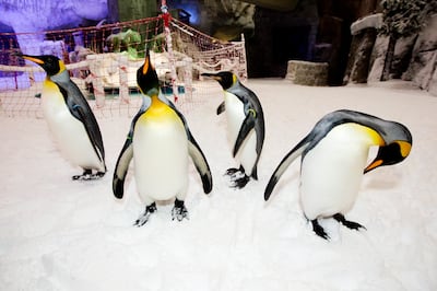 Dubai, Jan 30th, 2012 -- A colony of snow penguins  from Sea World in San Antonio will move into Ski Dubai in Mall of Emirates starting in February 2012. Visitors to ÔSnow Penguins at Ski DubaiÕ will get a chance to get up close and personal with the birds and learn about them. Photo by: Sarah Dea/ The National