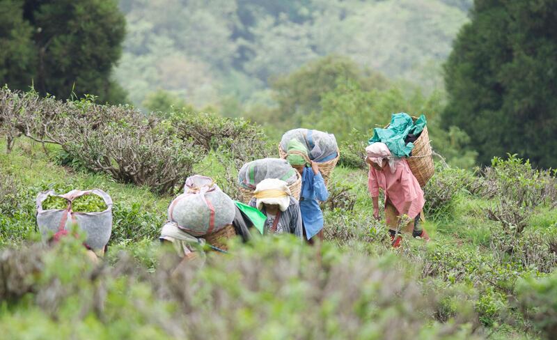 Workers at Happy Valley Tea Estate in Darjeeling, West Bengal, India