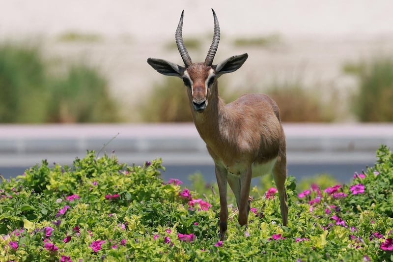 A gazelle is pictured at Al Qudra lake in Dubai, on April 21, 2021. AFP