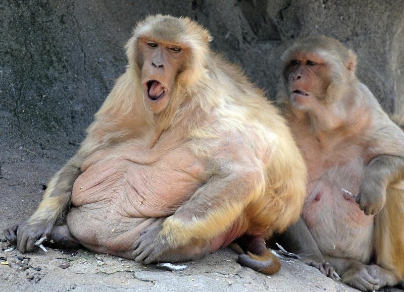 Fat monkeys spend their time in a 420-square-meter enclosure at Ohama park in Sakai, Osaka Prefecture on May 4, 2008.  A local report in April said that about 30 percent of the some 50 Macaca mulatta monkeys appeared to be overweight, due to overfeeding by visitors, which has alarmed the park's overseers.   AFP PHOTO / KAZUHIRO NOGI (Photo by KAZUHIRO NOGI / AFP)