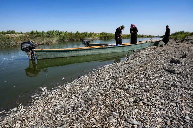 Fishermen stand in a boat as they inspect thousands of dead fish floating by the bank of the Amshan river, which draws its water from the Tigris. AFP