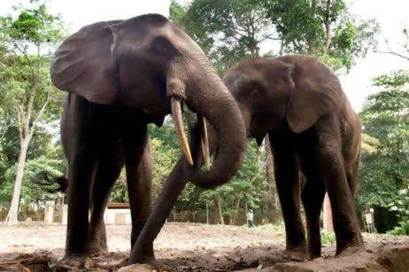 Two elephants are pictured at the zoo of Abidjan 16 January 2004. More than hundreds of animals at the zoo of Abidjan have died following the civil unrest in the country.  