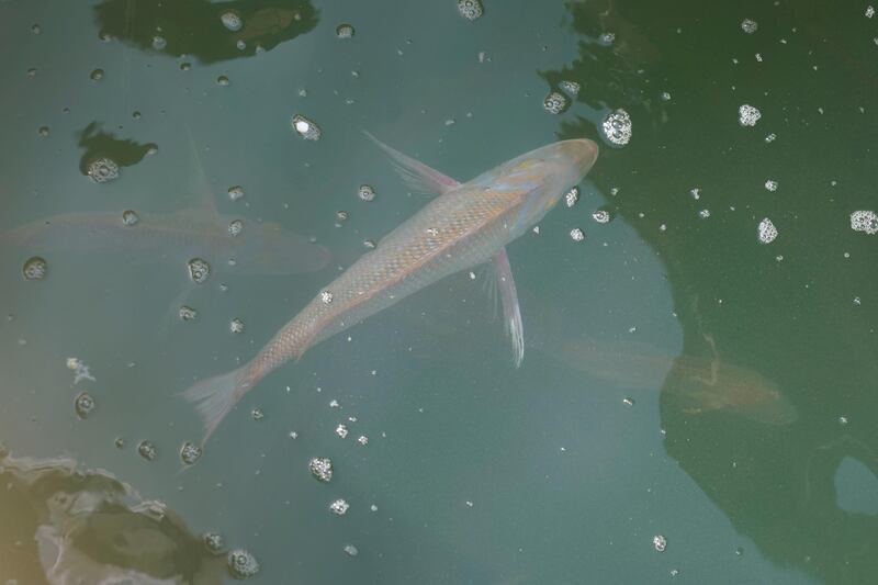 UAQ Creek fish hatchery project has succeeded in improving the hatch rate of overfished local ‎species.‎