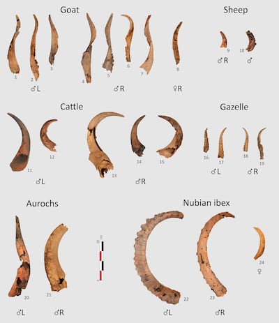 Researchers found horns from several domestic and wild species, including goats and aurochs, north-east of AlUla. The horns were predominantly from male animals. Photo: Royal Commission for AlUla