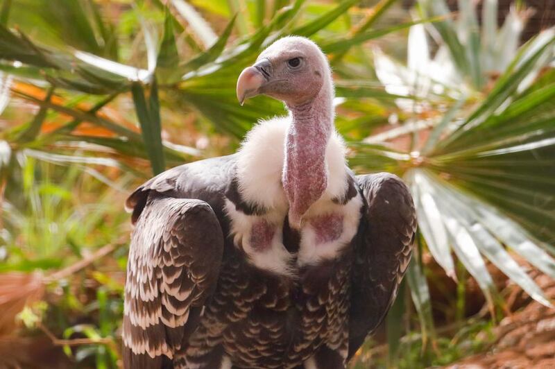 This 47-year-old lappet-faced vulture is the oldest animal Al Ain Zoo. Photo: Al Ain Zoo