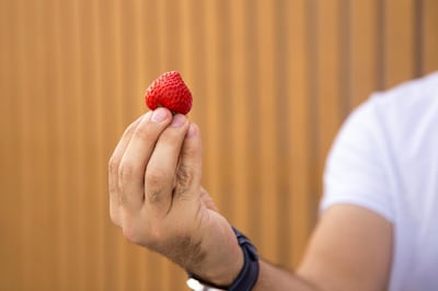 DUBAI, UNITED ARAB EMIRATES - SEPTEMBER 17, 2018. 

 Strawberries grown in Agricool's container in Sustainable City.

Agricool is a french start-up that grows fruits and vegetables inside shipping containers, where they grow without pesticide, minimum water and nutrition intake, no GMOs, and are harvested the day you will purchase. 

(Photo by Reem Mohammed/The National)

Reporter: LIZ COOKMAN
Section: NA