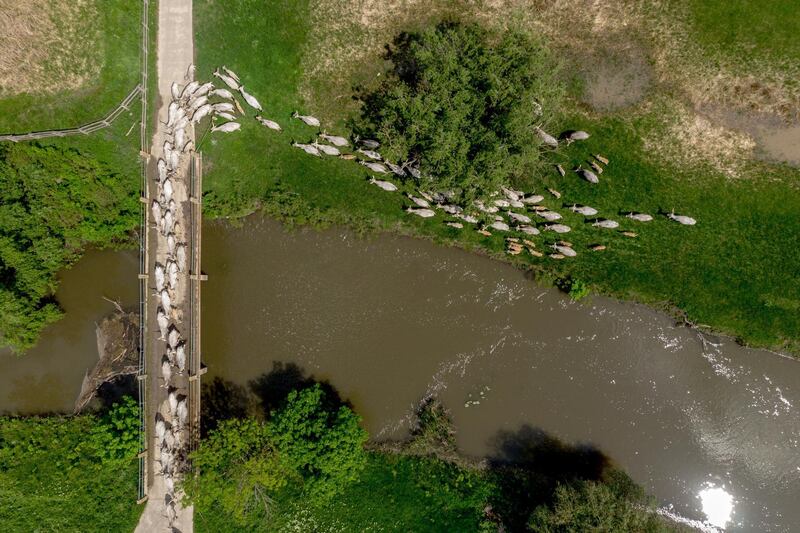 A herd of cattle are driven across a bridge as they walk to the Puszta on the Great Hungarian Plain near Hotobagy, Hungary. EPA