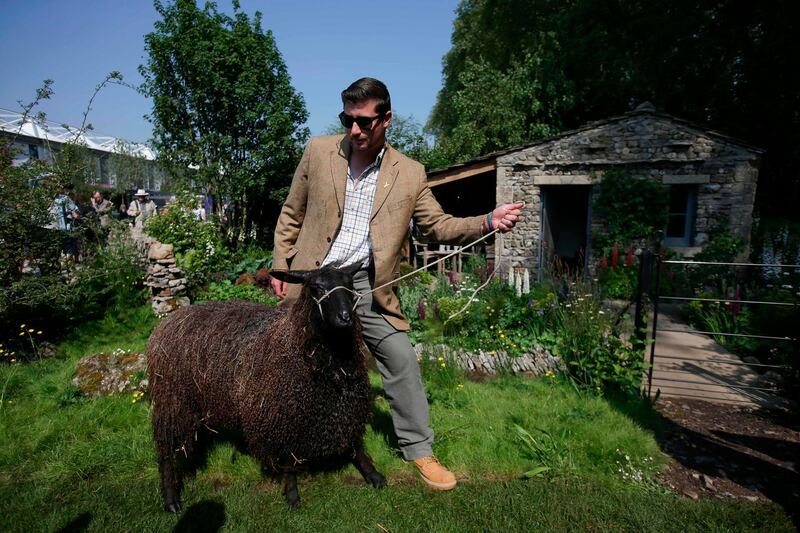 A man poses with a black Wensleydale sheep at the Welcome to Yorkshire Garden.