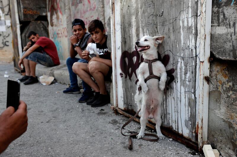An anti-government protester takes a picture of his dog standing in front of a concrete wall that was installed by authorities to block a road leading to the parliament building during ongoing protests against the Lebanese government in Beirut. AP Photo