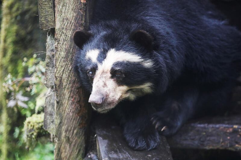 The bear Bambi remains in captivity in a giant cage in the middle of the forest that surrounds the Sanctuary of Bears in rural Guasca, Colombia.  EPA