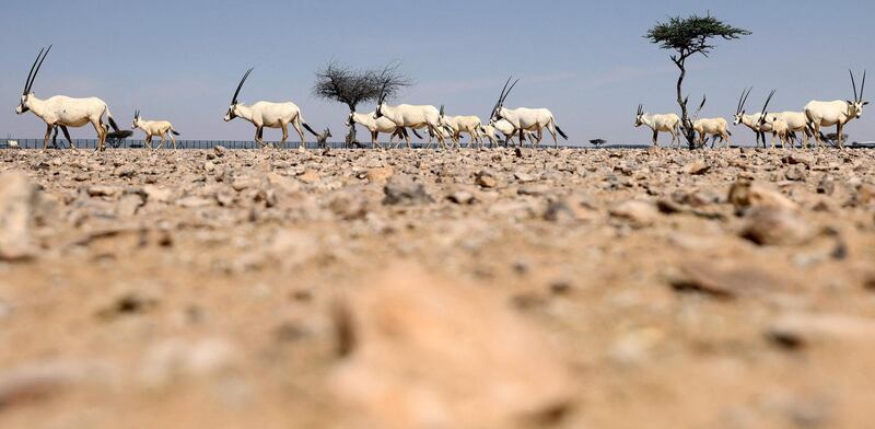 A sociable species, the Arabian oryx can form herds of up to 30 or more in good weather conditions. AFP