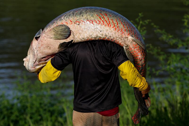 But the freshwater pirarucu, which can grow to be larger than a man, is also wanted by poachers. AFP