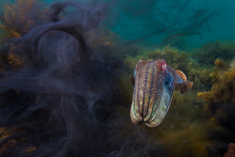 Winner, Portfolio, Matty Smith. A male cuttlefish, still displaying its courting colours, is photographed next to the ink of two other males that had been fighting over a female.