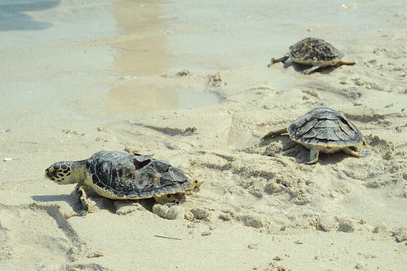 Sea turtles are regularly rehabilitated by Environment Agency Abu Dhabi