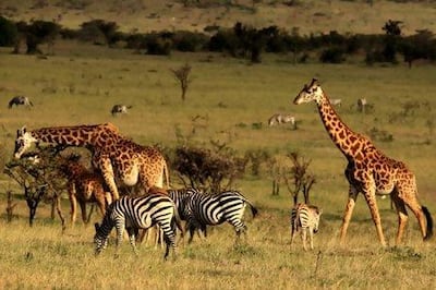 Kenya's Maasai Mara offers epic wildlife spotting opportunities and is only a five-hour flight from the UAE. Photo: Virgin Limited Edition