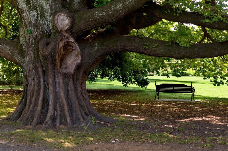 A park bench under a huge old elm -Ulmus glabra- in Hagley Park, Christchurch Central, Christchurch, Canterbury Region, New Zealand. Getty Images