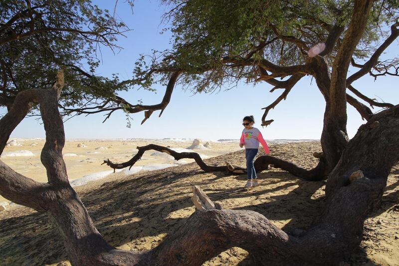 An Egyptian girl walks past an El-Santa tree near the White Desert. EPA