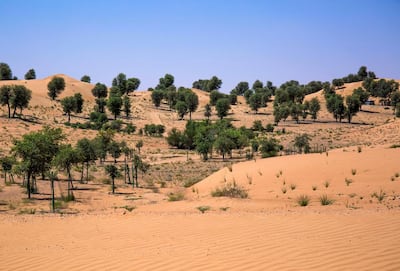 The Dubai Desert Conservation Reserve covers an area of 225 square metres