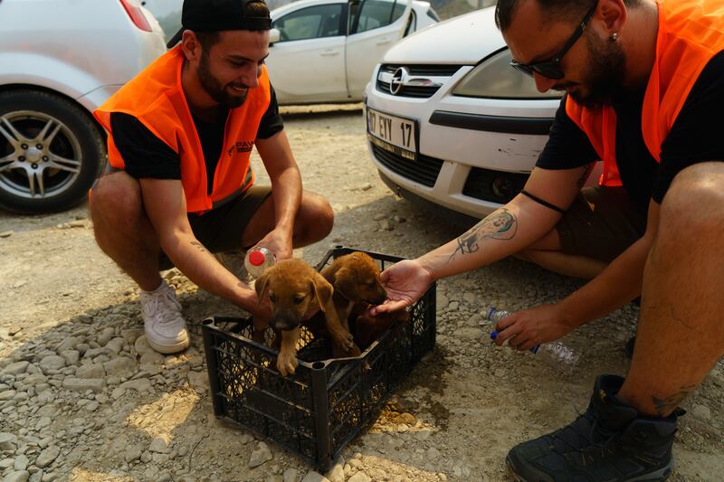 Pawguards with some rescued puppies, in Beydigin, Antalya.