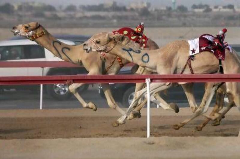 A lack of consistency and the seeming inability of camels to improve their performance has meant frustration for owners.
