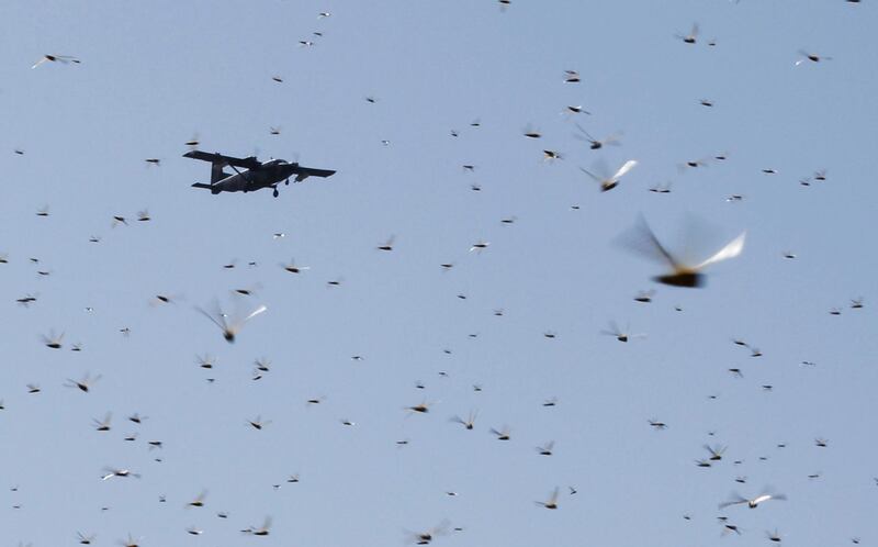 A plane conducting the aerial spraying of pesticides, flies over a swarm of desert locusts in Lemasulani village, Samburu County, Kenya. Reuters