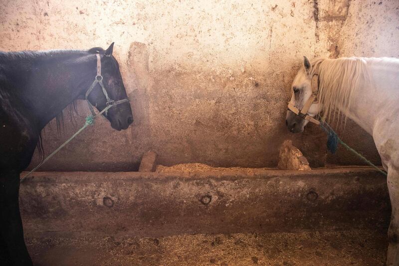 Horses that are used to drive tourists around in carriages rest at a stable in Marrakech, Morocco. AP Photo