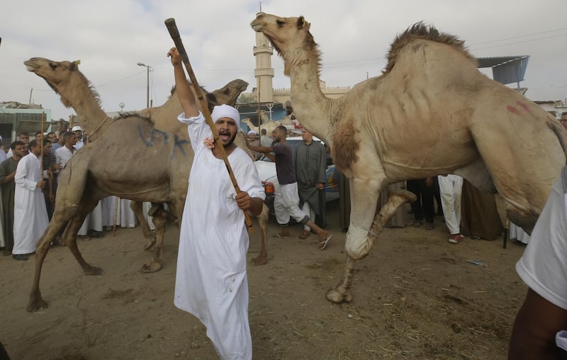 A man shouts as camels are paraded at the market.