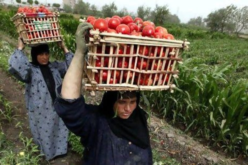 In this photo taken May 27, 2010, two Egyptian women farmers carry away their produce of tomatoes during the harvest of the crops on their land on the outskirts of Cairo, Egypt. Egypt has turned to its impoverished southern neighbor, Sudan, for use of agricultural land as the world's largest wheat importer looks to meet domestic food supply needs and quell a rapidly growing population increasingly irate about chronic price increases. (AP Photo/Nasser Nasser) *** Local Caption *** NN101_Mideast_Egypt_Sudan_Wheat.jpg