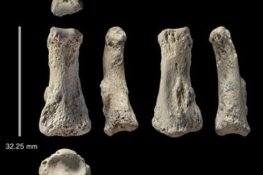 This photo provided by Michael Petraglia shows six different views of a Homo sapiens fossil finger bone from the Al Wusta archaeological site in Saudi Arabia. Researchers say the bone provides a new clue about when and how our species migrated out of Africa, with hunter-gatherers reaching the Saudi Arabia area by 85,000 years ago. Ian Cartwright /Michael Petraglia via AP Photo