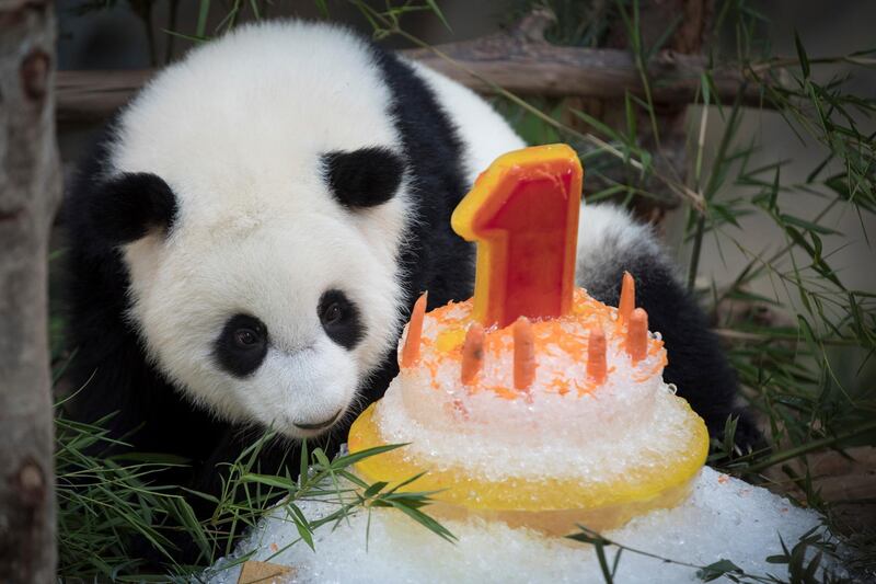 A female panda sits with her ice birthday cake on her first birthday at the National Zoo in Kuala Lumpur, Malaysia. AP Photo