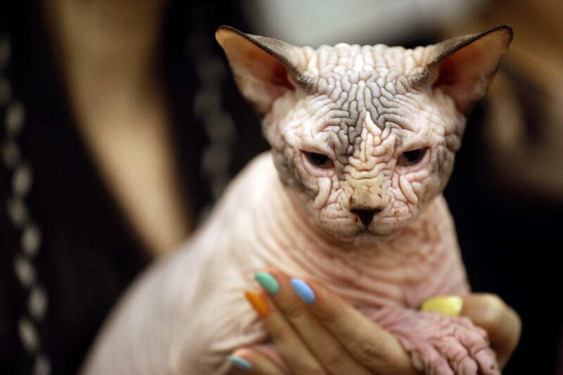 A Sphynx cat is held by its owner at the WCF International Cat Show in Hanoi, Vietnam. EPA