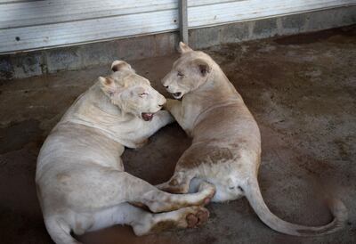 In this picture taken on May 20, 2019, a lion and lioness are pictured in a cage at a private zoo in Karachi. Pakistani laws make it easy to import exotic animals, but once inside the country regulation is almost non-existent. - TO GO WITH Pakistan-animals-wildlife, FEATURE by David STOUT
 / AFP / Rizwan TABASSUM / TO GO WITH Pakistan-animals-wildlife, FEATURE by David STOUT
