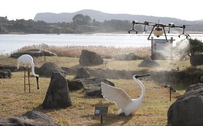 epa08836829 A drone sprays disinfectant at a seasonal home for migratory birds on South Korea's southern Jeju Island, 23 November 2020, following the detection of a highly pathogenic avian influenza strain in the region.  EPA/YONHAP SOUTH KOREA OUT