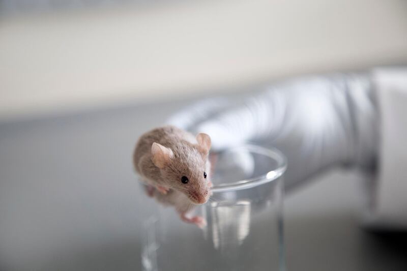 Scientists think they’ve found a breakthrough cure for Parkinson’s after testing a new treatment on mice. Getty Images