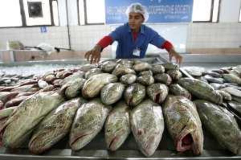 ABU DHABI. 8th June. 2009 .WORLD OCEANS DAY. Trader Kamal Faizullh arranges his stock of freshly caught Hamour at the Abu Dhabi Fish Market  yesterday (mon) Stephen Lock  /  The National. *** Local Caption ***  SL-fish-006.jpg