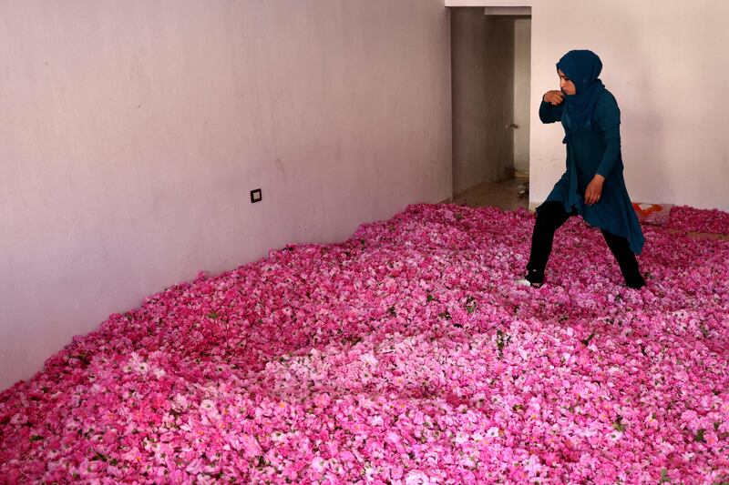 After a morning collecting roses, the workers in Qsarnaba drop their fragrant bundles at a warehouse in the village